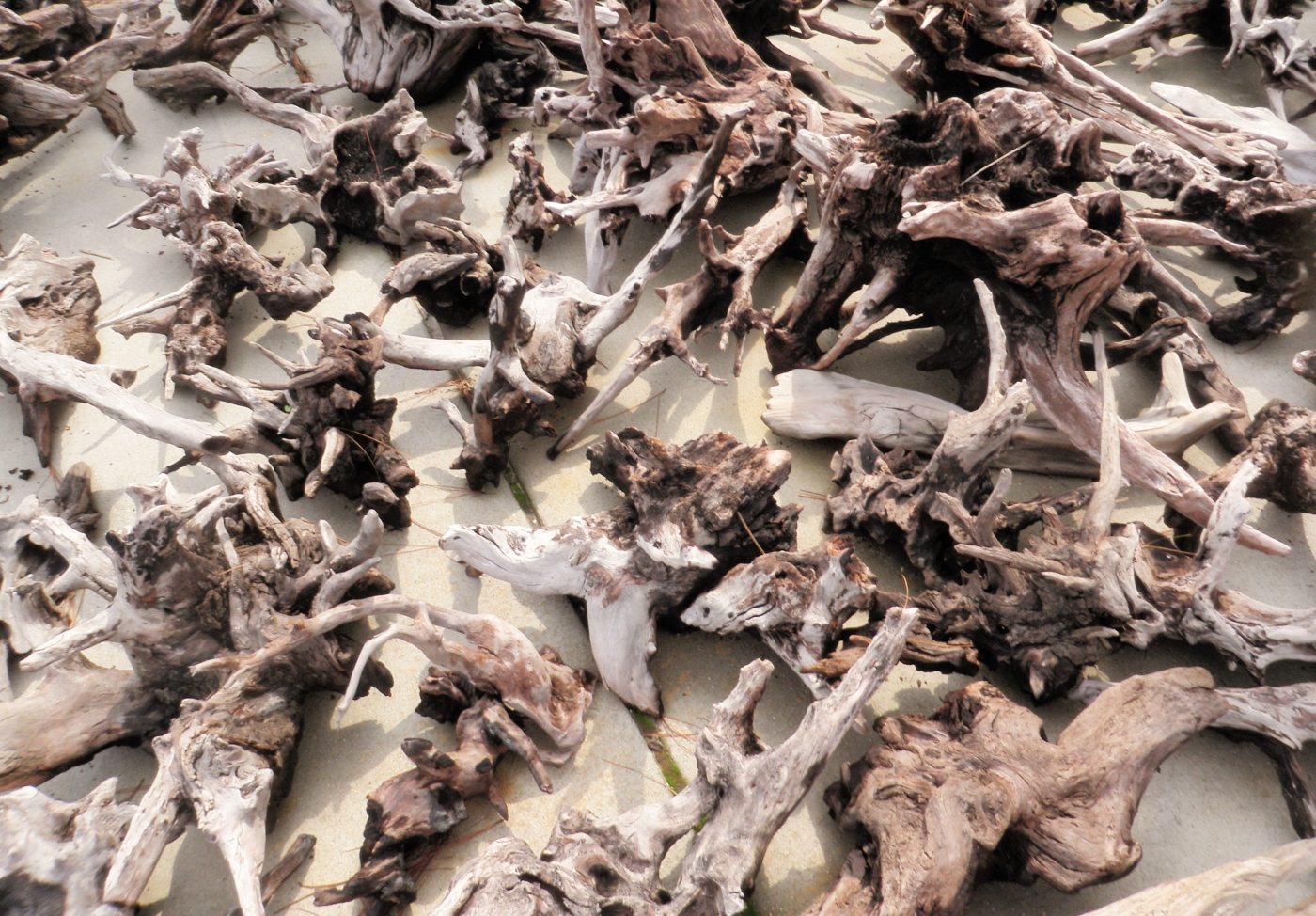 Driftwood, Driftwood for Sale,Driftwood Sales,
                Sales of Driftwood, Driftwood Supplier, Supplier of
                Driftwood, Buy Driftwood, Driftwood to Buy, Wholesale
                Driftwood, Driftwood for Wholesale, Retail Driftwood,
                Driftwood for Retail, Bulk Driftwood, Driftwood in Bulk,
                Ocean Driftwood, River Driftwood, Driftwood for
                Landscaping, Driftwood for Landscapes, Landscaping
                Driftwood, Landscape Driftwood, Driftwood for Taxidermy,
                Driftwood for Taxidermist, Taxidermy Driftwood,
                Taxidermist Driftwood, Driftwood for Artists, Driftwood
                for Art, Driftwood Art, Driftwood for Furniture,
                Driftwood Furniture, Driftwood for Aquariums, Aquarium
                Driftwood, OBX Driftwood, Outer Banks Driftwood